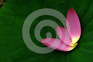 [hÃ© huÄ] lotusï¼›lotus flowerï¼›